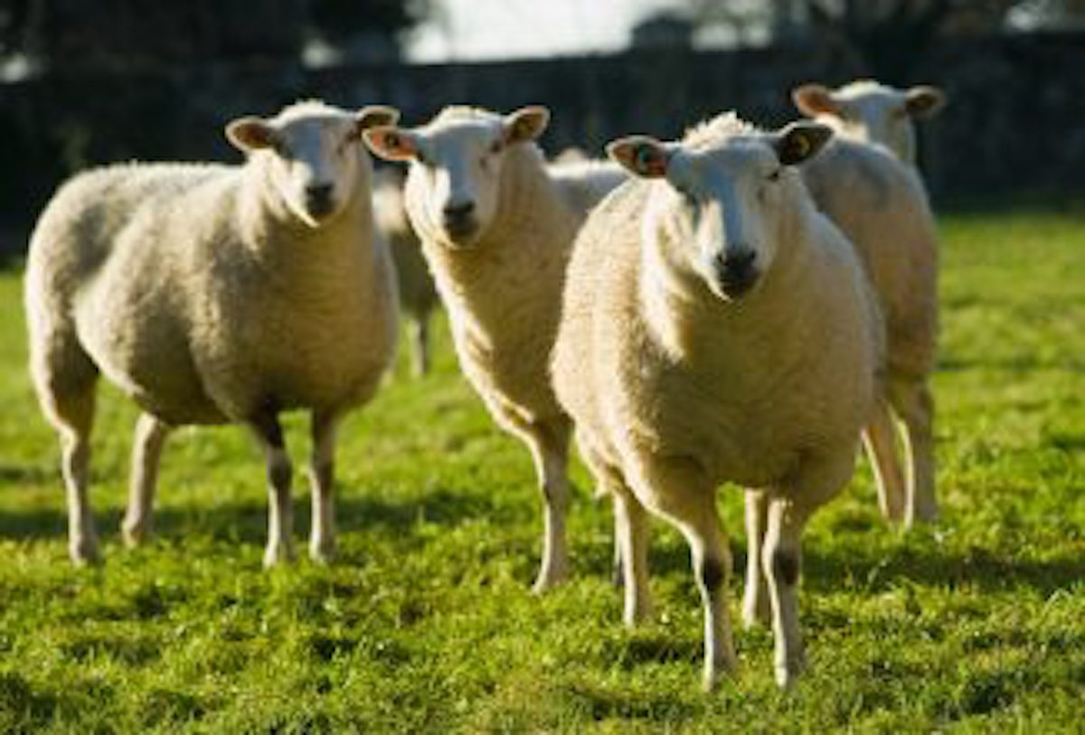 Best Dairy Sheep Breeds for a Farm